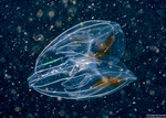 Bolinopsis