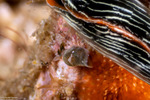 Cephalaspidea
