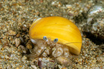 Paguridae