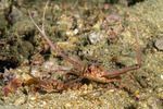 Portunidae
