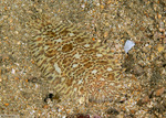 Flatfishes