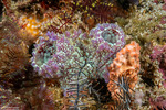 Polycarpa