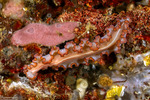 Rhabditophora