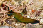 Polyceridae