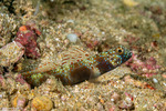 Amblyeleotris