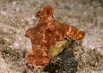 Ceratosoma