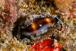 Cypraeidae