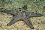 Pentaceraster