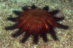 Acanthaster