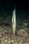 Centriscinae
