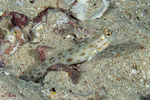 Ctenogobiops