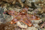 Pentaceraster