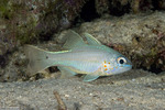 Ostorhinchus