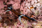 Polyceridae