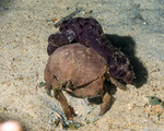 Dromiinae