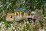 Nemipteridae