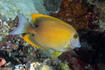Surgeonfishes and Tangs