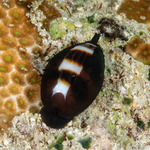 Cypraeoidea
