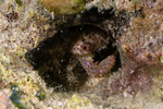 Trapezioidea