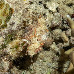 Portunoidea