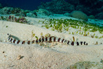 Eels and Eel-like Fishes