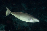 Acanthuridae