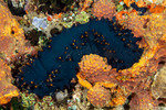 Stichopodidae