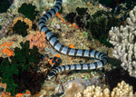 Reptiles