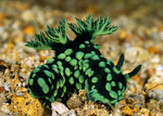 Nembrothinae