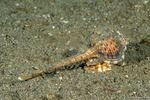 Haustellum