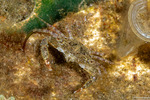 Portunidae