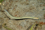 Anguilliformes