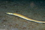 Congridae