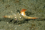 Fusininae