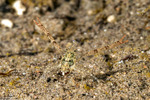 Galatheoidea