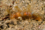 Cladobranchia