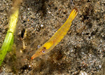 Processidae