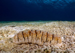 Actinopoda