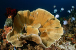 Dendrophylliidae