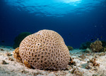 Astraeosmilia