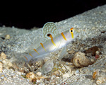 Gobiidae