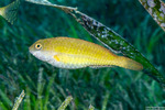 Sparisomatinae