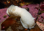 Dorididae