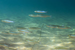 Silvery Fishes