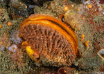 Mollusca