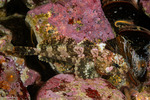 Hemilepidotus
