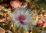 Sabellinae