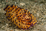Proctonotoidea