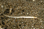 Festucalex