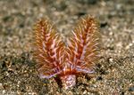Phoronidae